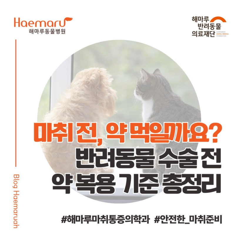 마취 당일, 반려동물 약 먹여야 할까요? 약 복용 기준 총정리! 썸네일