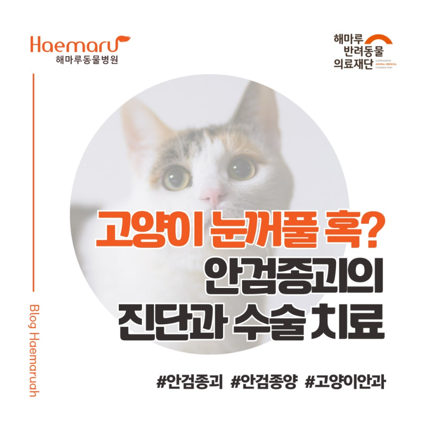 고양이 눈꺼풀에 생긴 혹, 단순 낭종일까? 악성 종양일까? 안검종괴의 정확한 진단과 수술 치료 썸네일