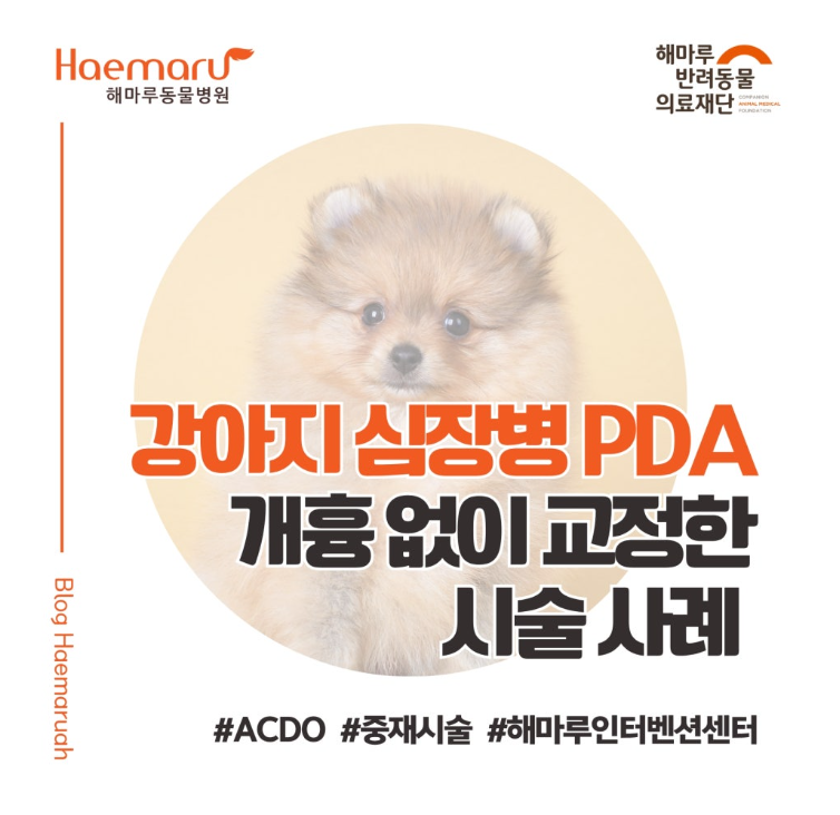 2kg 포메라니안 강아지의 심장병 PDA, 개흉 없이 교정한 ACDO 시술 사례 썸네일