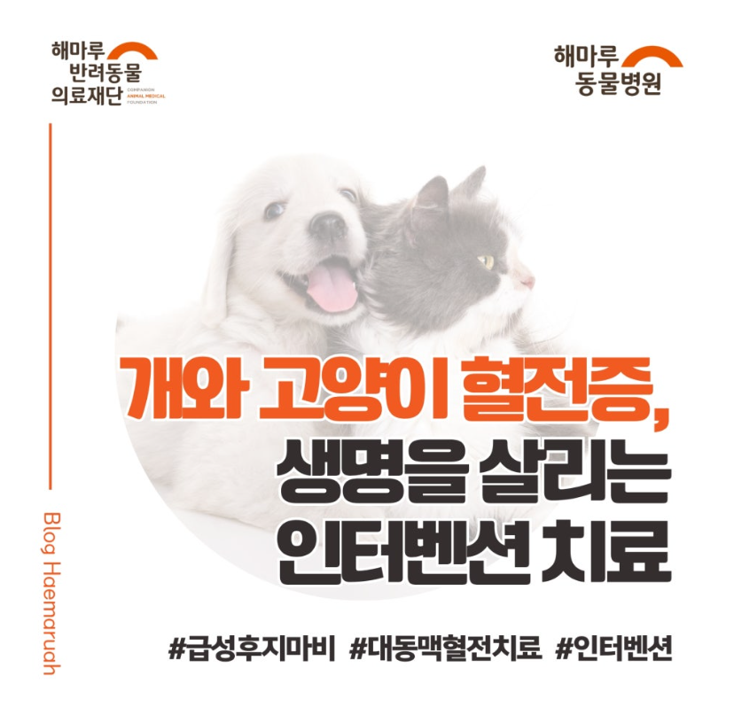강아지 고양이의 혈전증, 인터벤션 시술로 생명을 살린 사례 (급성 후지마비, 대동맥 혈전 치료 방법) 썸네일