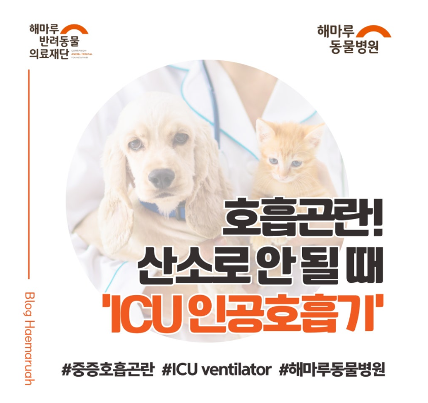 강아지·고양이 호흡곤란, 산소치료로 부족할 때 선택하는 'ICU 인공호흡기(ICU ventilator)' 썸네일