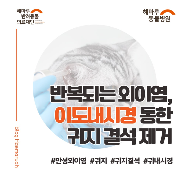 반복되는 고양이 외이염, 이도 내시경으로 귀지 결석 제거한 사례 썸네일