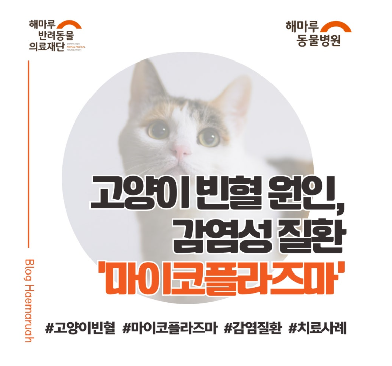 고양이 빈혈 원인, 마이코플라즈마(Mycoplasma haemofelis) 감염 및 치료 사례 썸네일