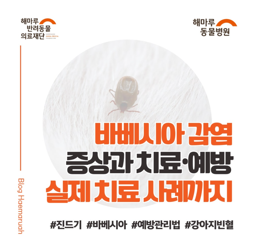 강아지 바베시아 감염(Babesiosis)의 증상과 치료·예방, 실제 치료 사례까지 썸네일