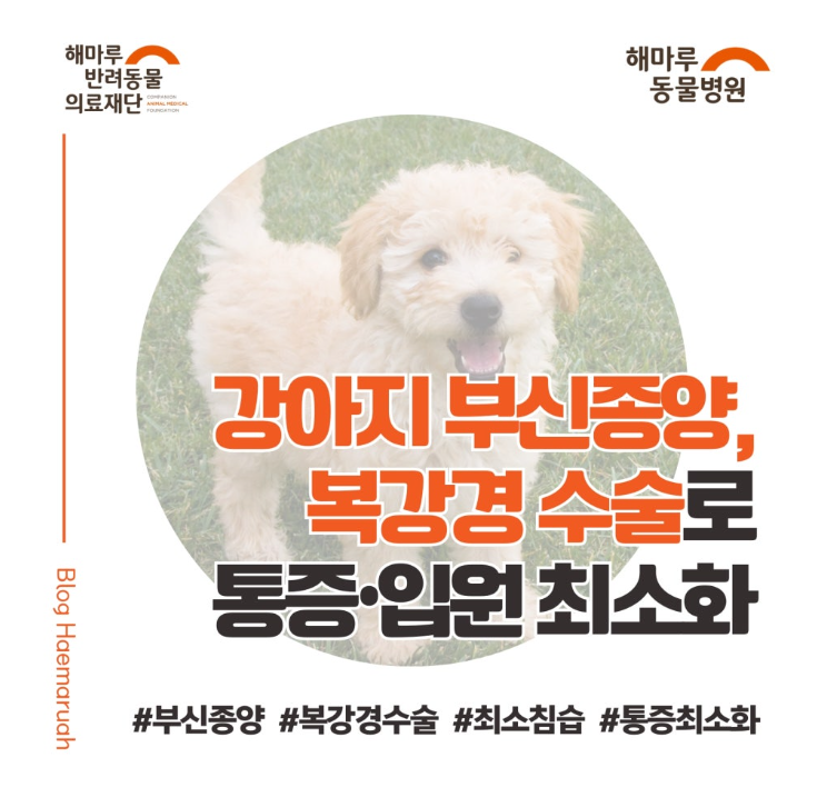 강아지 부신종양 수술, 복강경 최소침습 절제술로 통증과 회복기간 최소화 썸네일