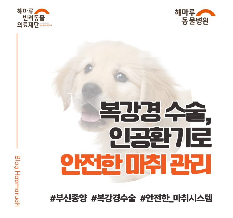 강아지 복강경 수술 마취, 얼마나 안전할까? 인공환기로 안전하게 관리한 부신종양 수술 마취 썸네일