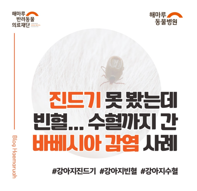 강아지 진드기 못 봤는데 빈혈... 결국 수혈까지 간 바베시아 감염 사례 썸네일