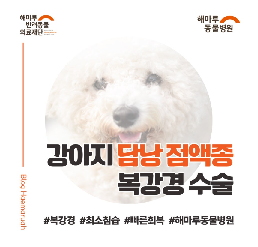 강아지 담낭 점액종, 해마루동물병원에서 복강경 담낭 절제 수술로 빠른 회복한 사례 썸네일