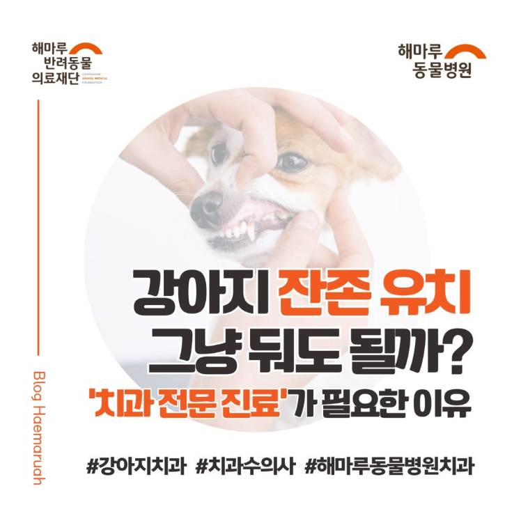 강아지 잔존 유치, 그냥 둬도 될까요? 10개월 비숑 발치 - '치과 전문 진료'가 필요한 이유 썸네일