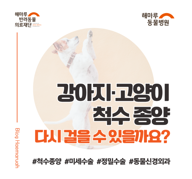 강아지·고양이 척수종양, 다시 걸을 수 있을까요? 미세수술 치료 알아보기 썸네일